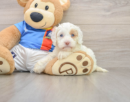 6 week old Cockapoo Puppy For Sale - Puppy Love PR