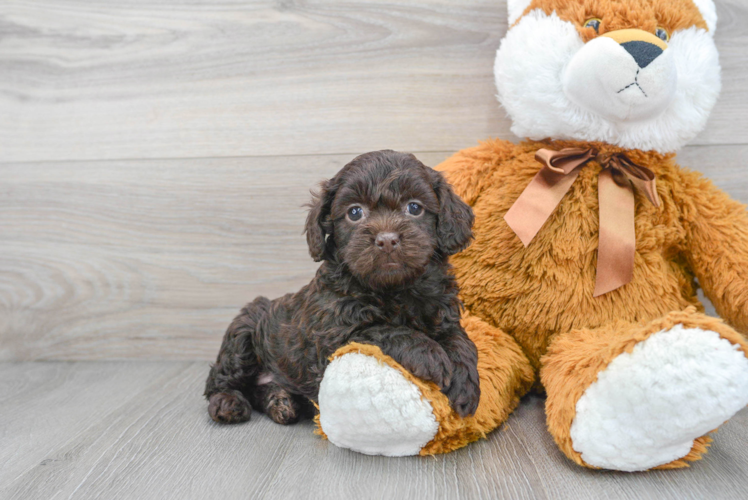 Adorable Cockerpoo Poodle Mix Puppy