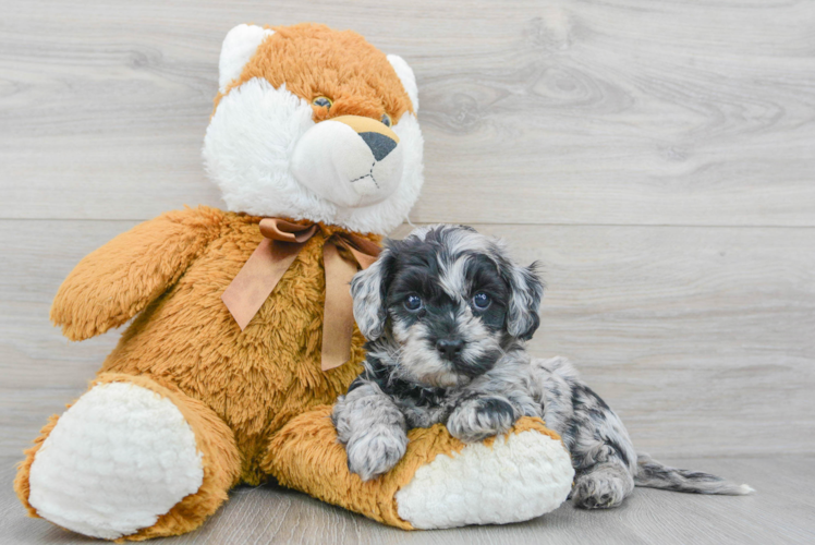 Meet Patches - our Cockapoo Puppy Photo 1/3 - Puppy Love PR Cockapoo Puppy for Adoption