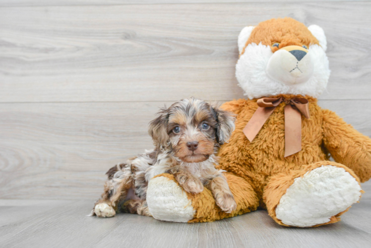 Meet Patches - our Cockapoo Puppy Photo 1/3 - Puppy Love PR Cockapoo Pup Being Cute