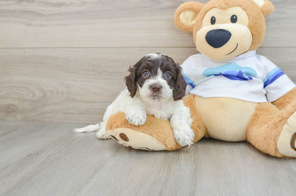 5 week old Cockapoo Puppy For Sale - Puppy Love PR