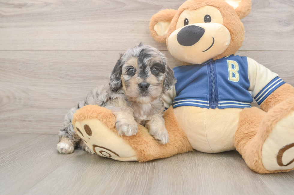 5 week old Cockapoo Puppy For Sale - Puppy Love PR