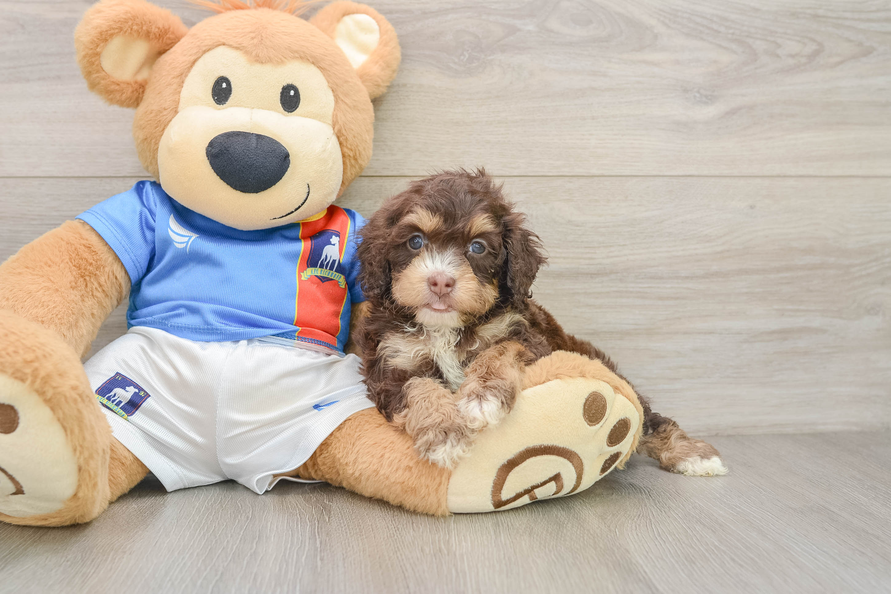 Hypoallergenic Cocker Doodle Poodle Mix Puppy