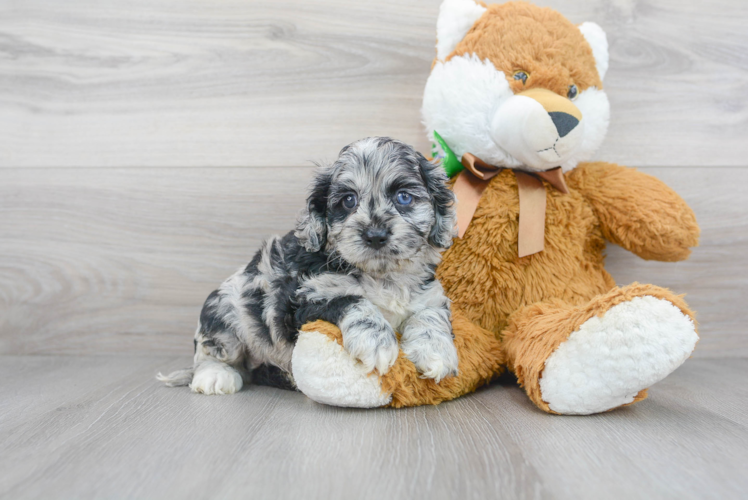 Cockapoo Pup Being Cute