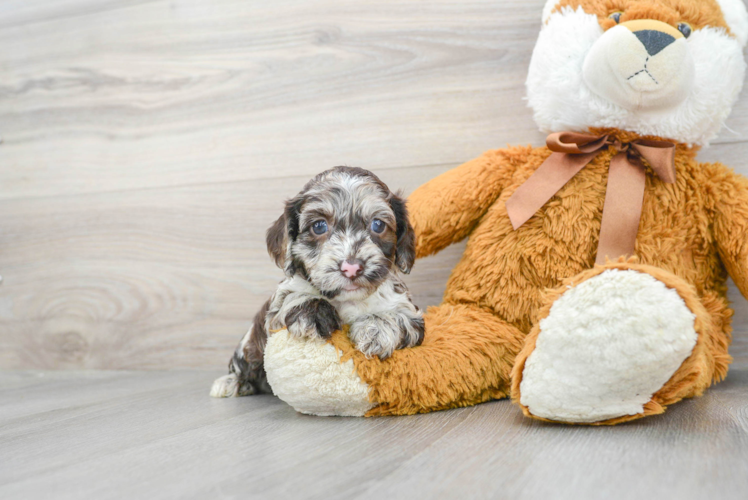 Meet Patches - our Cockapoo Puppy Photo 1/3 - Puppy Love PR Cockapoo Puppy for Adoption