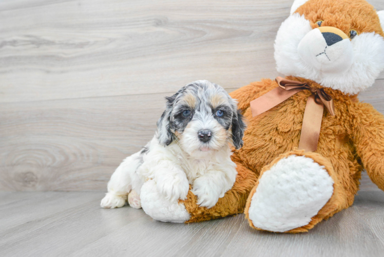 Little Cockerpoo Poodle Mix Puppy