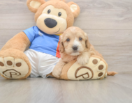 8 week old Cockapoo Puppy For Sale - Puppy Love PR