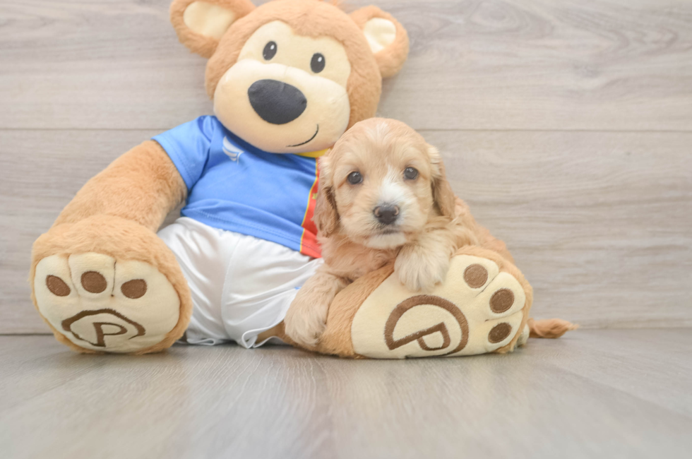 5 week old Cockapoo Puppy For Sale - Puppy Love PR