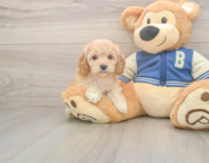 6 week old Cockapoo Puppy For Sale - Puppy Love PR