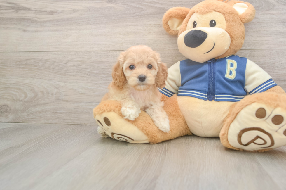 5 week old Cockapoo Puppy For Sale - Puppy Love PR