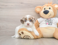 7 week old Cockapoo Puppy For Sale - Puppy Love PR