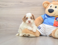 6 week old Cockapoo Puppy For Sale - Puppy Love PR