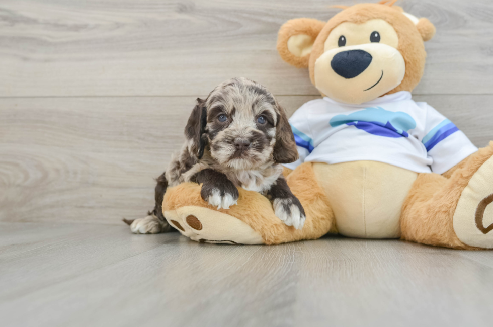 5 week old Cockapoo Puppy For Sale - Puppy Love PR