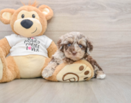 7 week old Cockapoo Puppy For Sale - Puppy Love PR