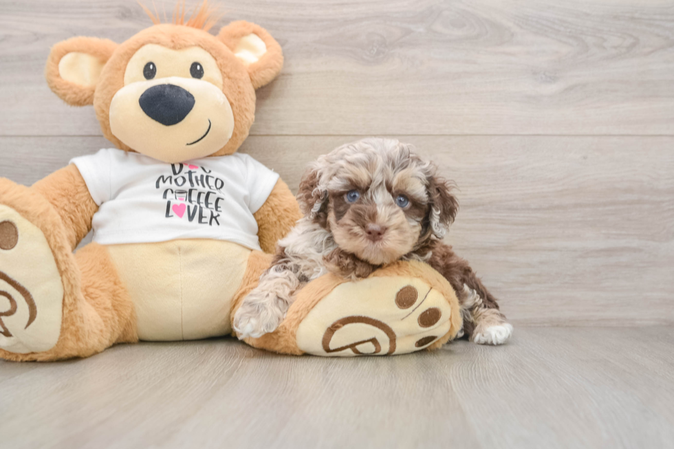 Cockapoo Pup Being Cute