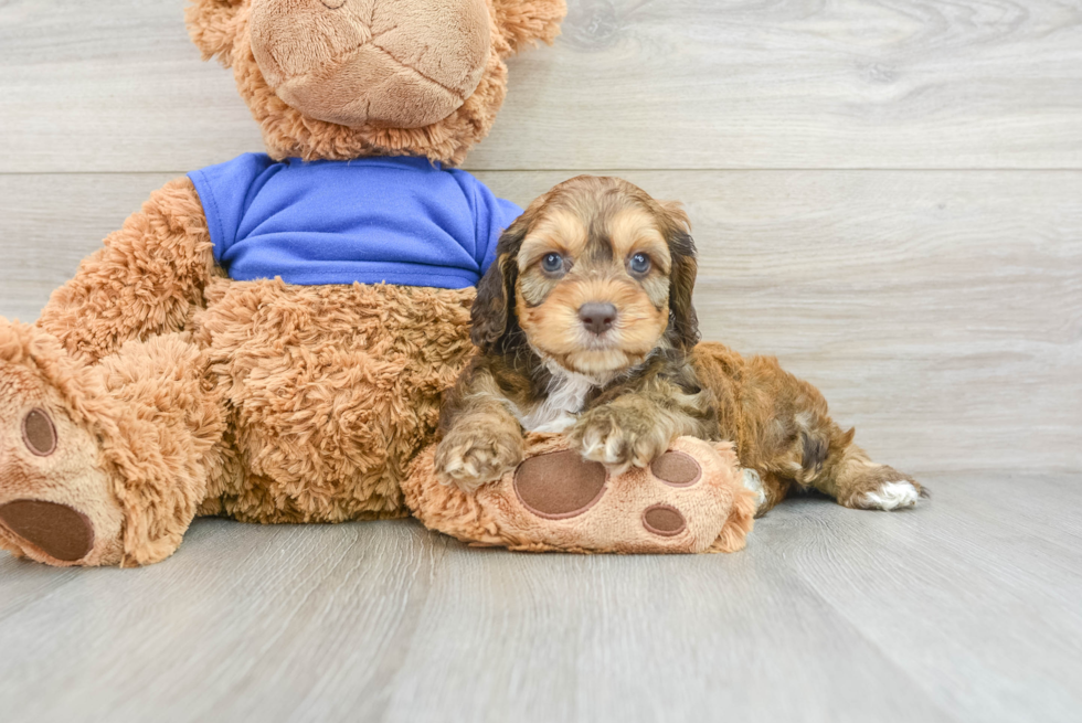 Best Cockapoo Baby