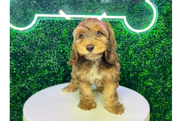 Meet Luke - our Cockapoo Puppy Photo 1/4 - Puppy Love PR Best Cockapoo Baby