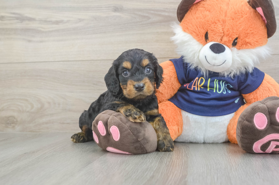5 week old Cockapoo Puppy For Sale - Puppy Love PR