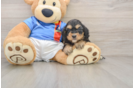 Cockapoo Puppy for Adoption