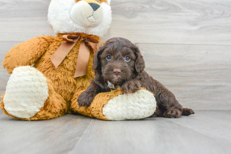 Meet Paul - our Cockapoo Puppy Photo 1/3 - Puppy Love PR Cockapoo Puppy for Adoption