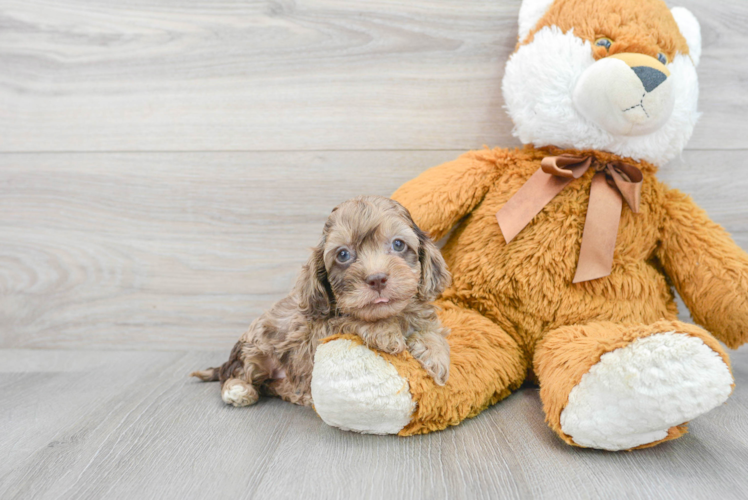 Meet Peach - our Cockapoo Puppy Photo 1/3 - Puppy Love PR Best Cockapoo Baby