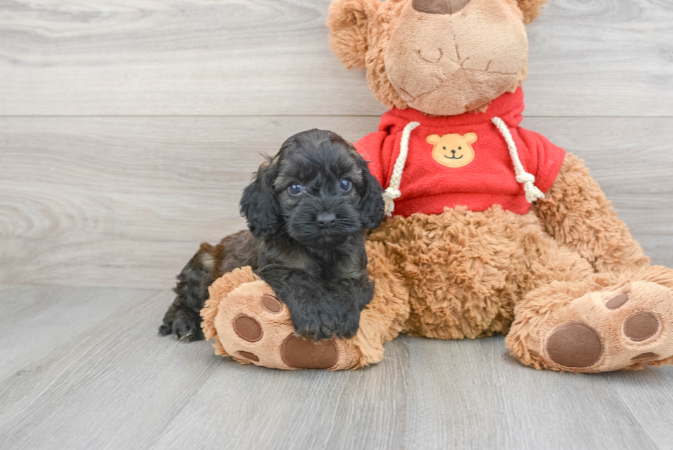 Popular Cockapoo Poodle Mix Pup
