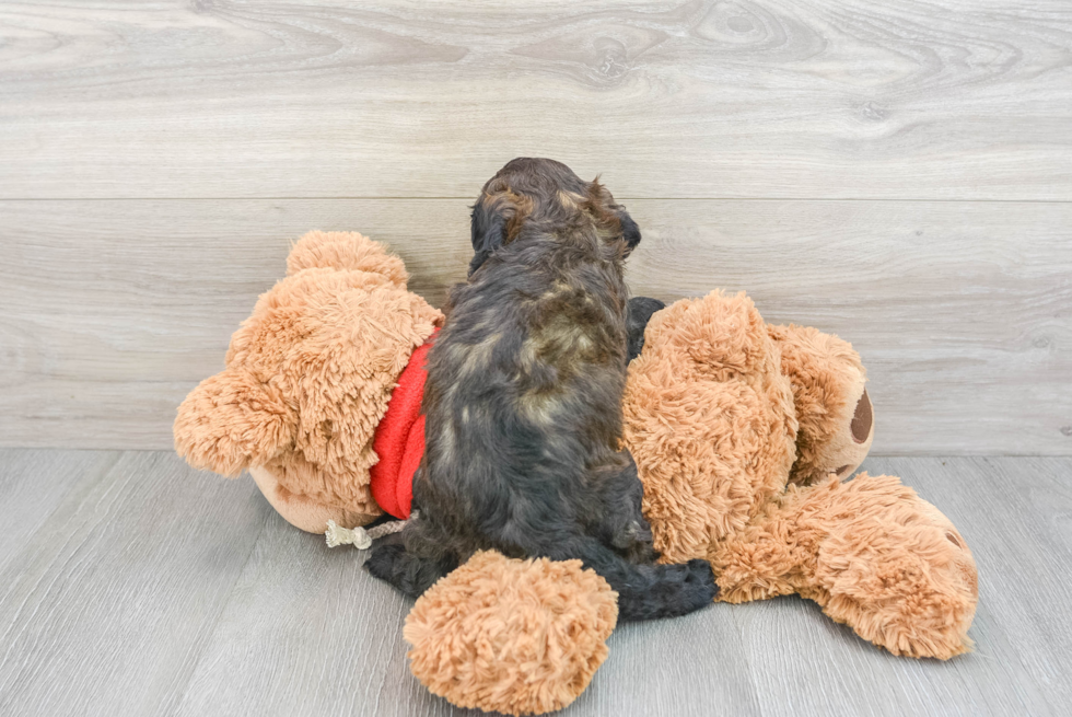 Cockapoo Puppy for Adoption