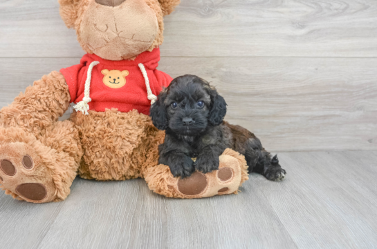 Best Cockapoo Baby