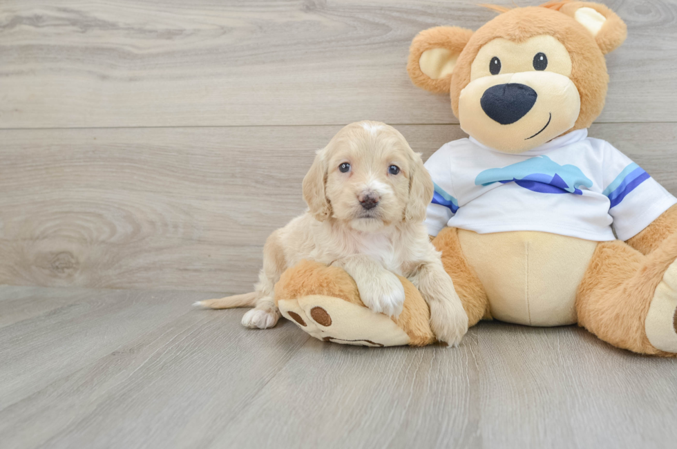 5 week old Cockapoo Puppy For Sale - Puppy Love PR