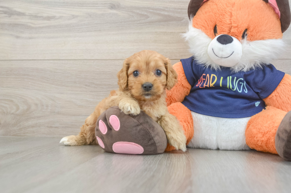 5 week old Cockapoo Puppy For Sale - Puppy Love PR