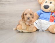 8 week old Cockapoo Puppy For Sale - Puppy Love PR