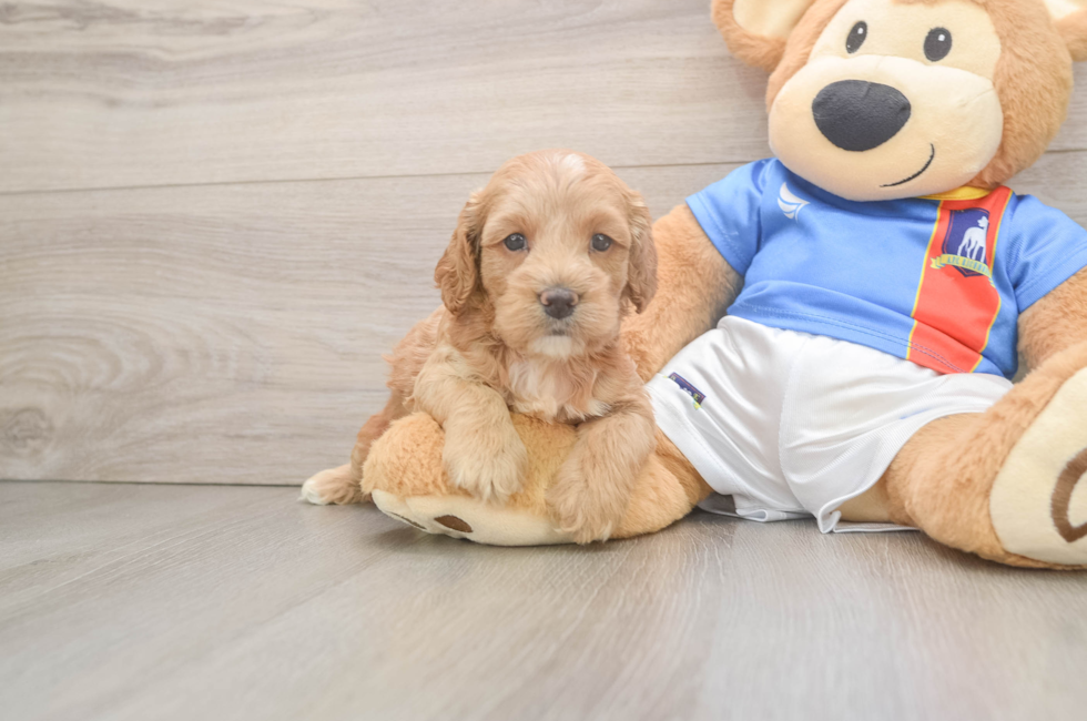 5 week old Cockapoo Puppy For Sale - Puppy Love PR
