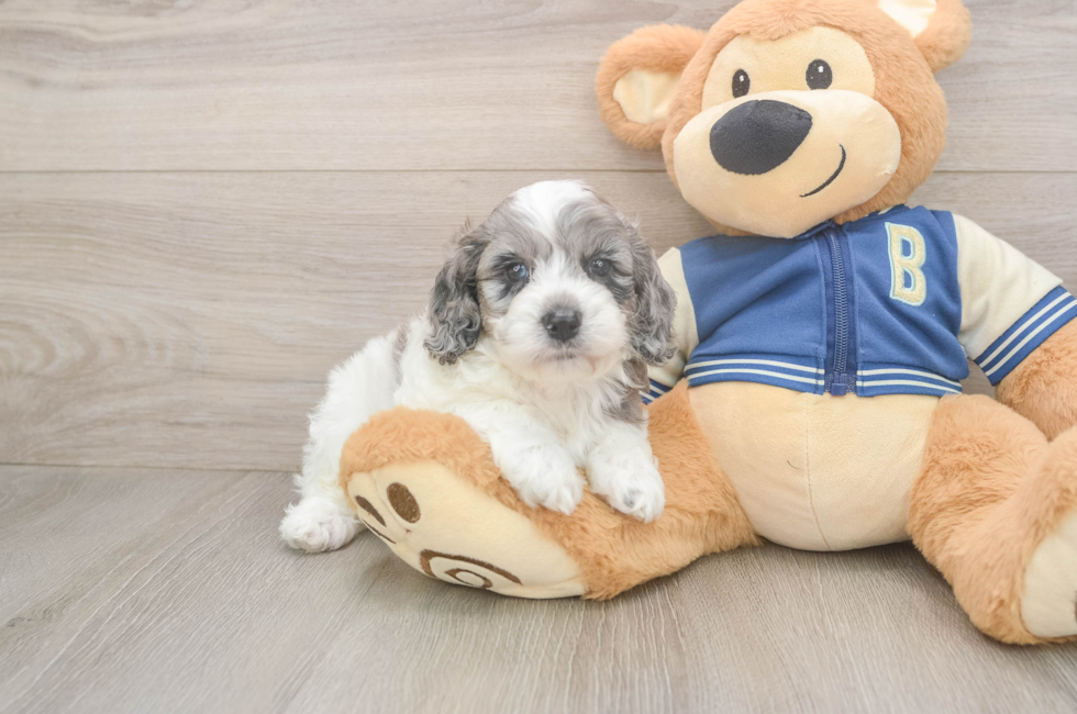 5 week old Cockapoo Puppy For Sale - Puppy Love PR