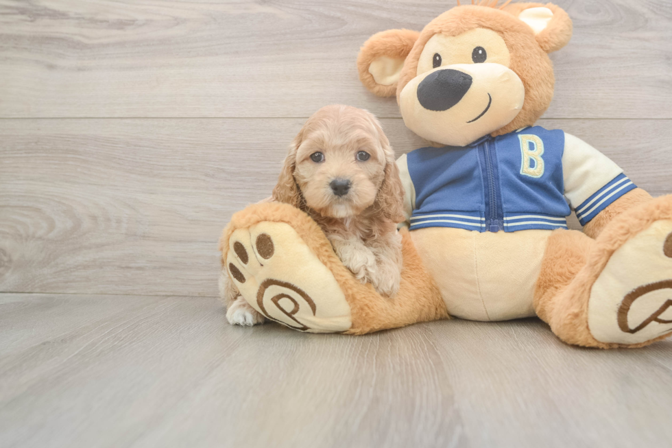 Cockapoo Pup Being Cute