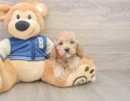 6 week old Cockapoo Puppy For Sale - Puppy Love PR