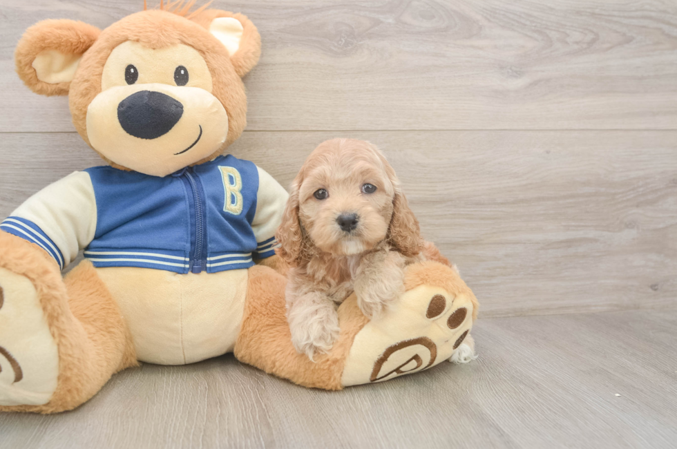 5 week old Cockapoo Puppy For Sale - Puppy Love PR