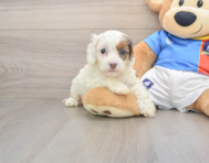7 week old Cockapoo Puppy For Sale - Puppy Love PR