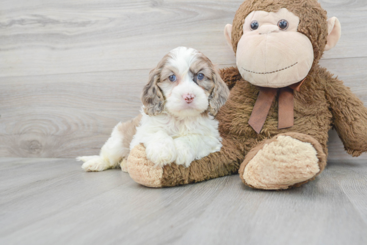 Cute Cockapoo Baby