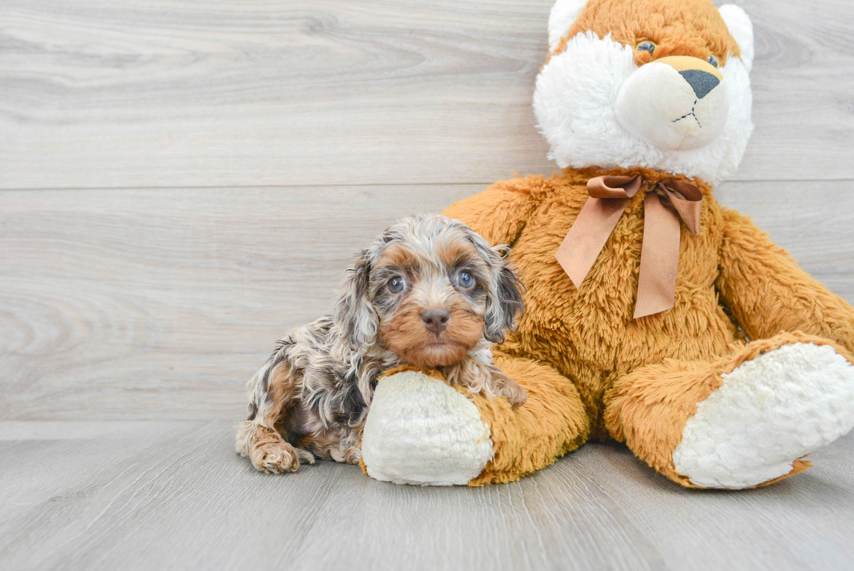 Energetic Cockerpoo Poodle Mix Puppy