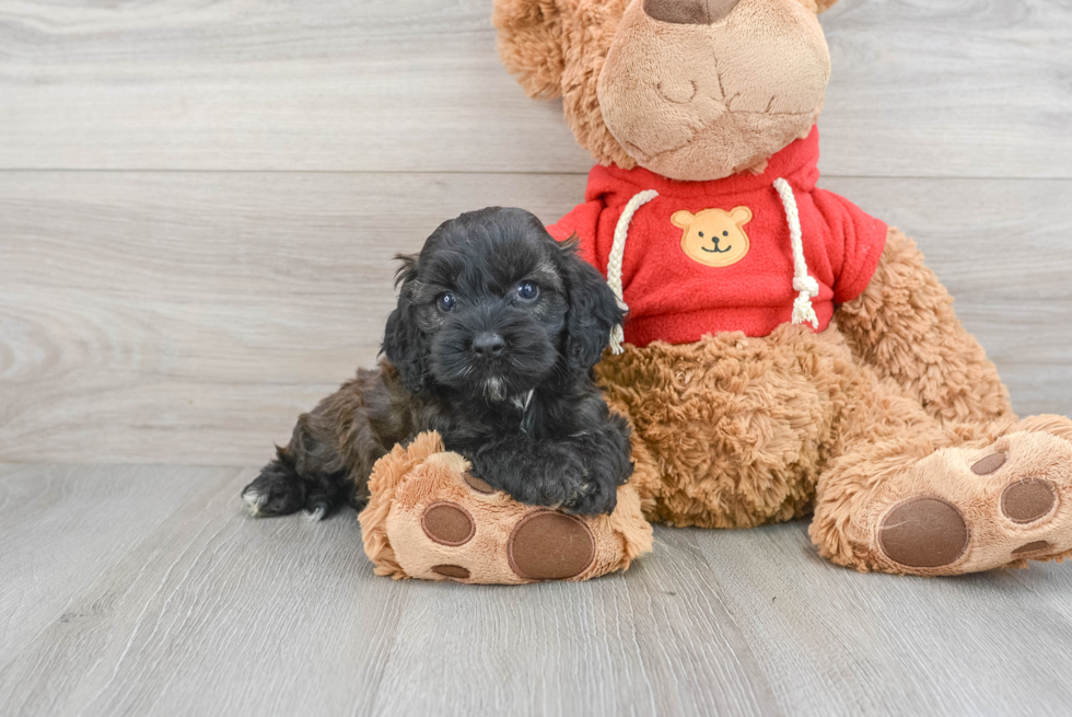 Best Cockapoo Baby