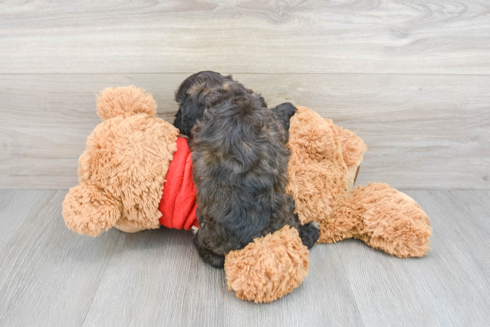 Cockapoo Pup Being Cute