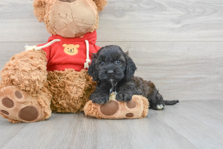 Friendly Cockapoo Baby