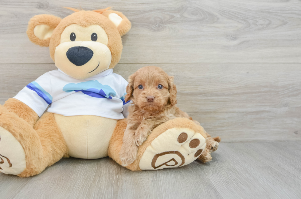 5 week old Cockapoo Puppy For Sale - Puppy Love PR