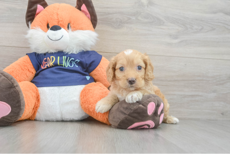 Petite Cockapoo Poodle Mix Pup