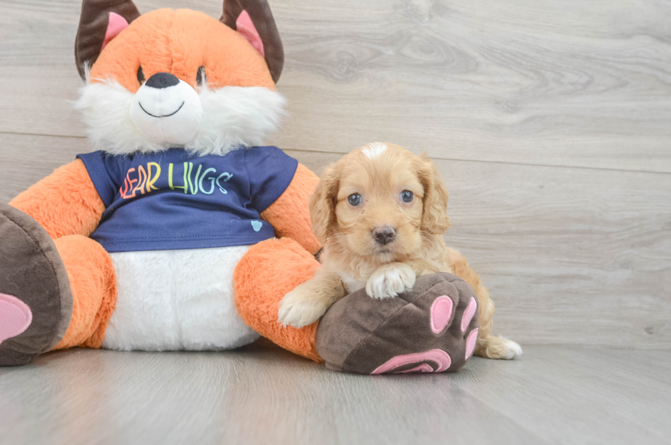 5 week old Cockapoo Puppy For Sale - Puppy Love PR