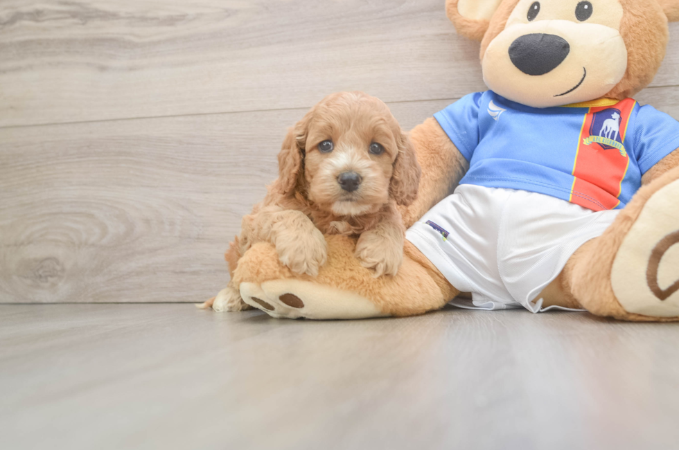 5 week old Cockapoo Puppy For Sale - Puppy Love PR