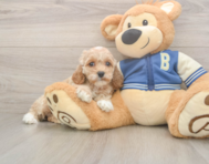 6 week old Cockapoo Puppy For Sale - Puppy Love PR