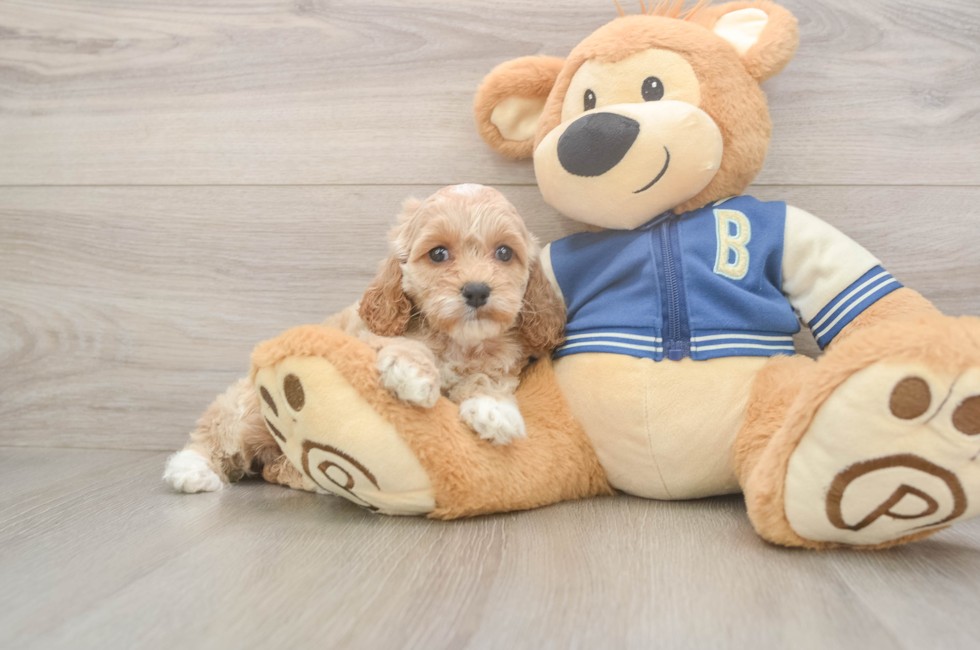5 week old Cockapoo Puppy For Sale - Puppy Love PR