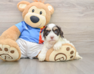 7 week old Cockapoo Puppy For Sale - Puppy Love PR