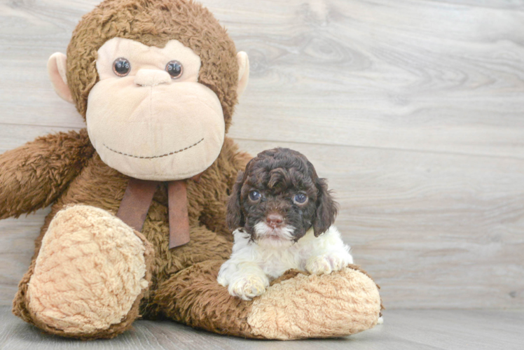 Little Cockerpoo Poodle Mix Puppy